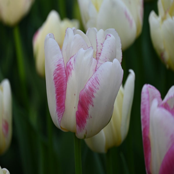 Tulipa 'Double Shake' (Tulp)
