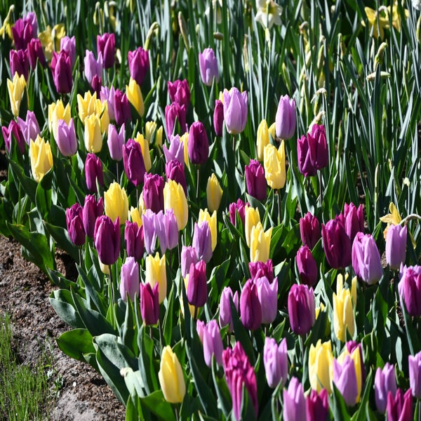 Tulipa 'Dynamic Sun'® (Tulp)
