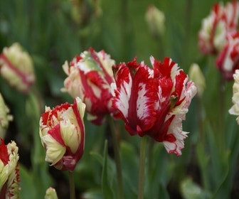 Tulpe (Tulipa 'Estella Rijnveld, Parkiet')
