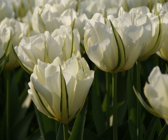 Tulpe (Tulipa 'Exotic Emperor'®)