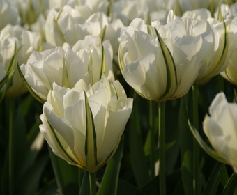 Tulpe (Tulipa 'Exotic Emperor'®)