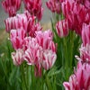 Tulpe (Tulipa 'Flaming Club')
