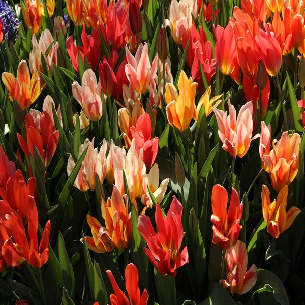 Tulipa Fun Colors®
