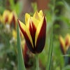 Tulpe (Tulipa 'Gavota')