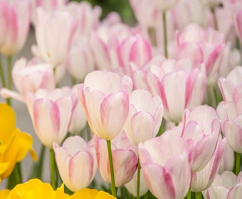 Tulpe (Tulipa 'Graceland', Triumph)