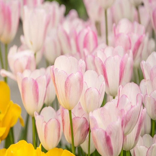 Tulipa 'Graceland' (Tulp)
