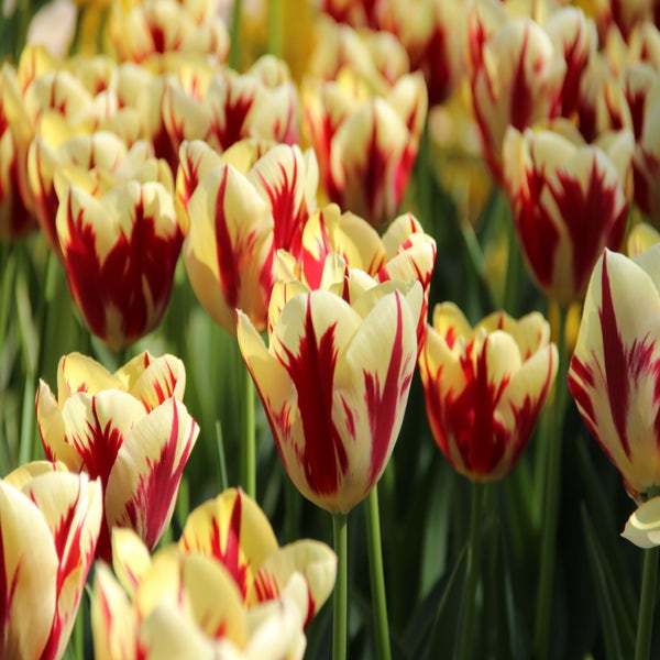 Tulipa 'Grand Perfection' (Tulp)
