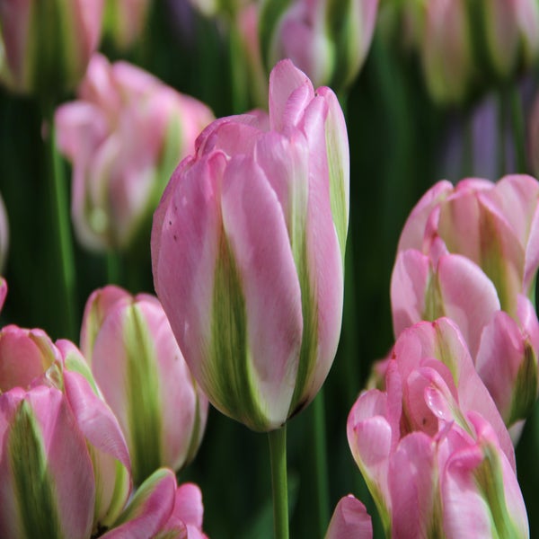 Tulipa 'Groenland' (Tulp)
