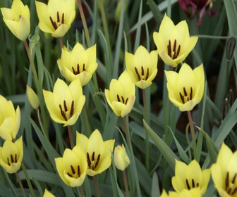 Tulpe (Tulipa 'Honky Tonk')