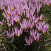 Tulpe (Tulipa humilis)