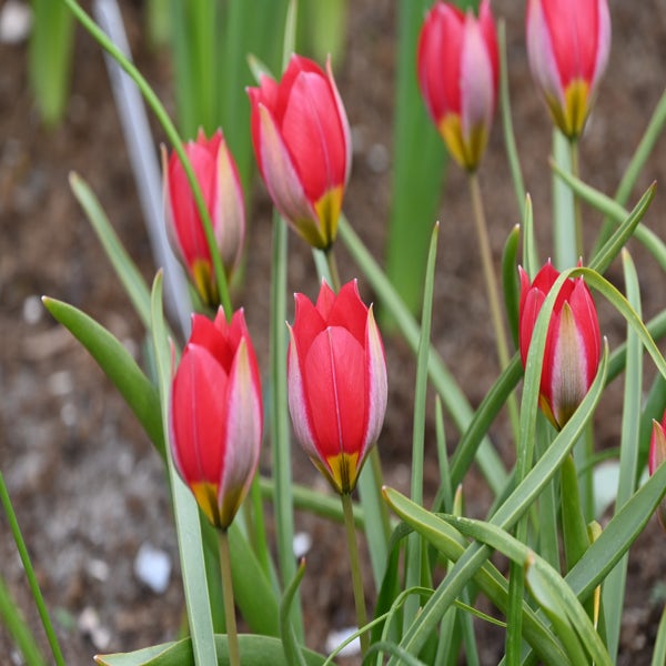 Tulpe (Tulipa humilis 'Red Beauty')