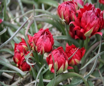 Tulpe (Tulipa humilis 'Samantha')