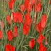 Tulpe (Tulipa linifolia)