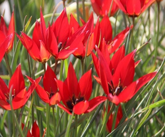 Tulpe (Tulipa 'Lizzy')