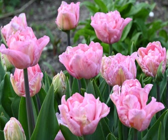 Tulpe (Tulipa 'Mariage')