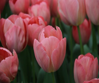 Tulpe (Tulipa 'Mystic van Eijk')