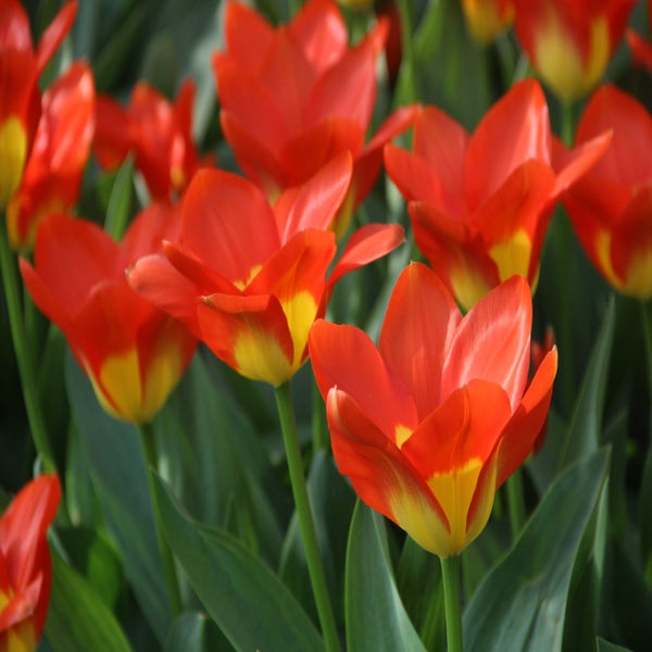 Tulipa 'Oracle' (Tulp)
