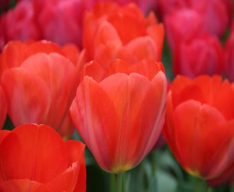 Tulpe (Tulipa 'Orange van Eijk')