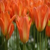 Tulpe (Tulipa 'Orange Emperor')