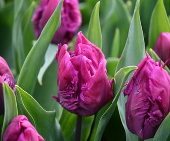 Tulpe (Tulipa 'Parrot Prince')
