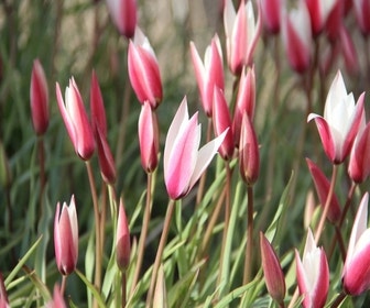 Tulpe (Tulipa 'Peppermintstick')