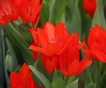 Tulpe (Tulipa praestans 'Füsilier')