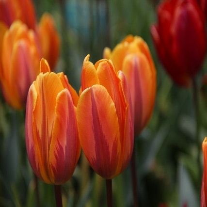 Tulp 'Prinses Irene', Enkel vroeg
