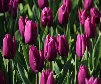 Tulpe (Tulipa 'Purple Prince, Enkel vroeg)