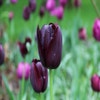 Tulpe (Tulipa 'Queen of Night, Enkel Laat')
