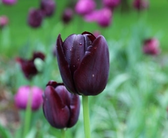 Tulpe (Tulipa 'Queen of Night, Enkel Laat')