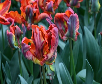 Tulpe (Tulipa 'Rasta Parrot')