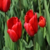 Tulpe (Tulipa 'Red Impression', Darwin)