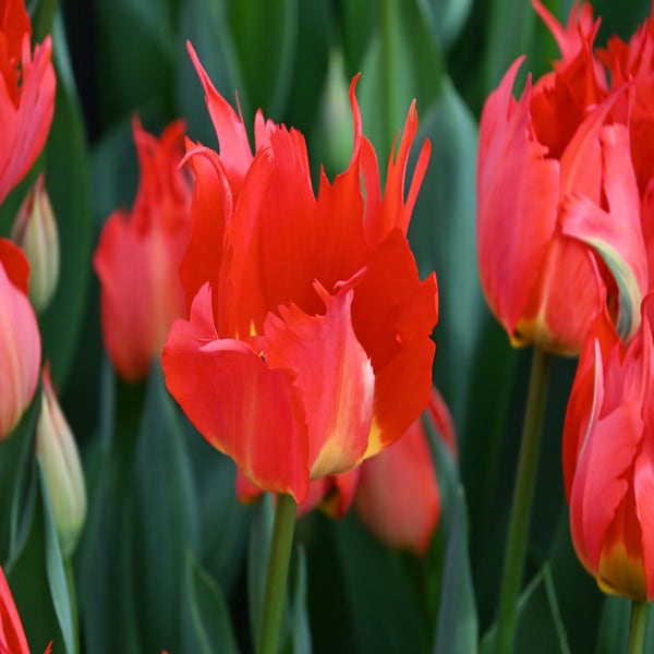 Tulpe (Tulipa 'Robbedoes')