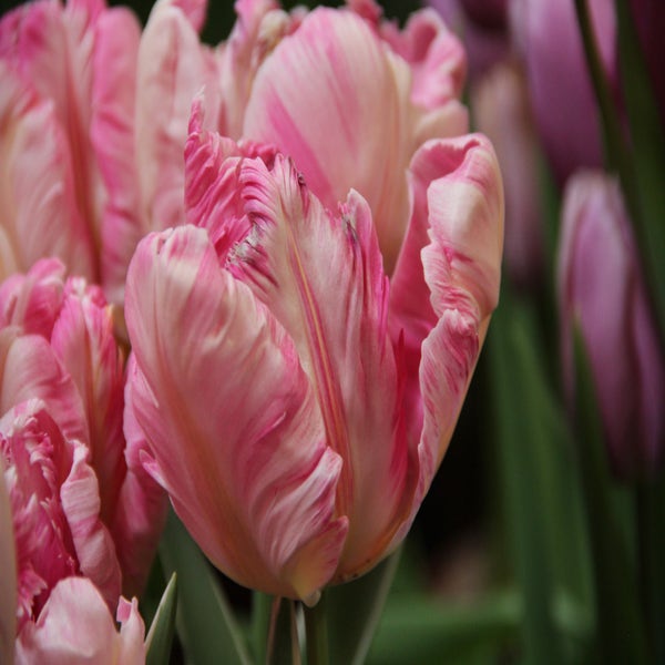 Tulpe (Tulipa 'Silver Parrot')