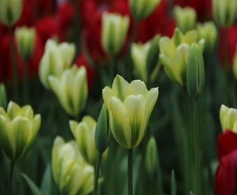 Tulpe (Tulipa 'Spring Green', Viridiflora)