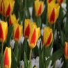 Tulpe (Tulipa 'Stresa')