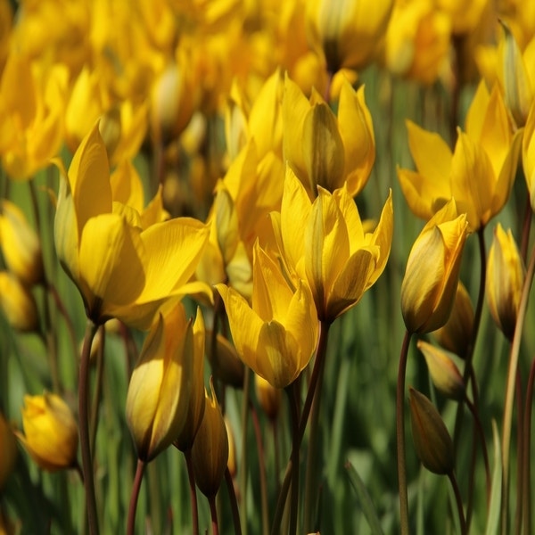 Tulp sylvestris (florentine odorate)