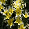 Tulpe (Tulipa tarda)