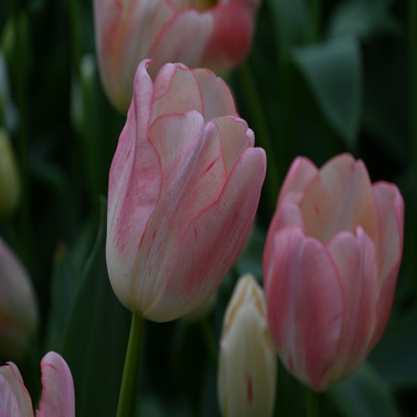 Tulpe (Tulipa 'Tequila Sunrise')