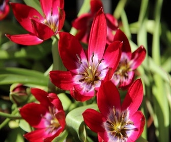 Tulpe (Tulipa 'Tiny Timo')