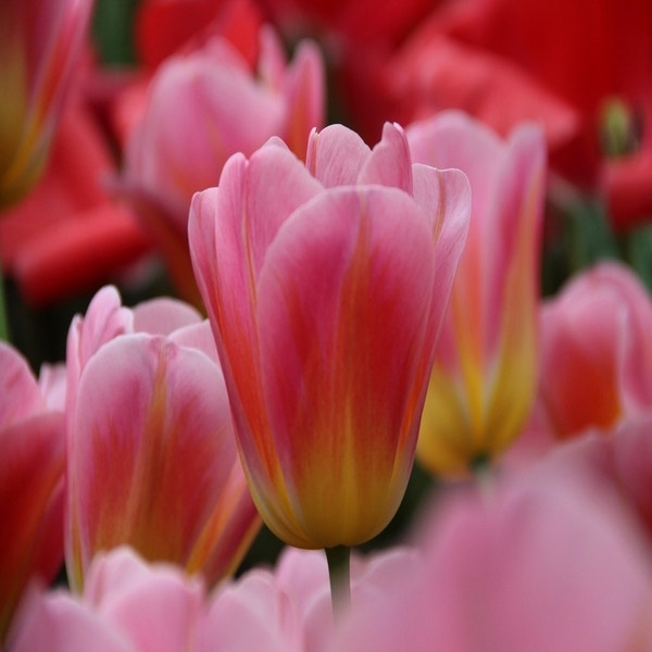 Tulp 'Tom Pouce'