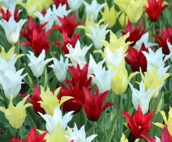 Tulpe (Tulipa Tres Chic Festival®)
