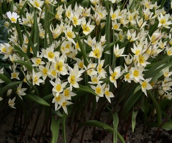 Tulpe (Tulipa turkestanica)