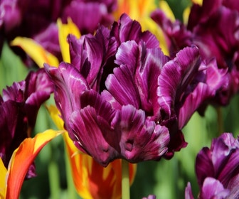 Tulpe (Tulipa 'Victoria Secret', Papagei)