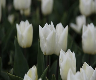 Tulpe (Tulipa 'White Prince', Einzel früh)