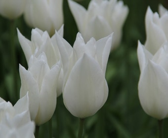 Tulpe (Tulipa 'White Triumphator')