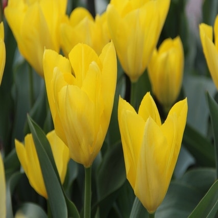 Tulipa 'Yellow Purissima' (gele tulp)
