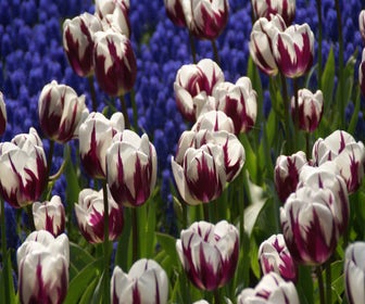 Tulpe (Tulipa 'Rem's Favourite')