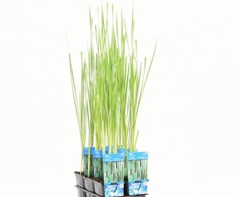 Rohrkolben (Typha laxmannii)
