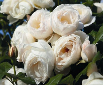 Kletterrose (Rosa 'Uetersen Klosterrose')